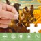 QUOKKA 35 Piece Puzzles for Adults - 3 Set Dementia Puzzles for Elderly - Large Piece Activities Products for Seniors - Alzheimers Jigsaw Puzzle Games for Adults - Dogs in The Field